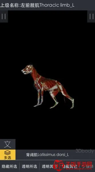 3dbody��������