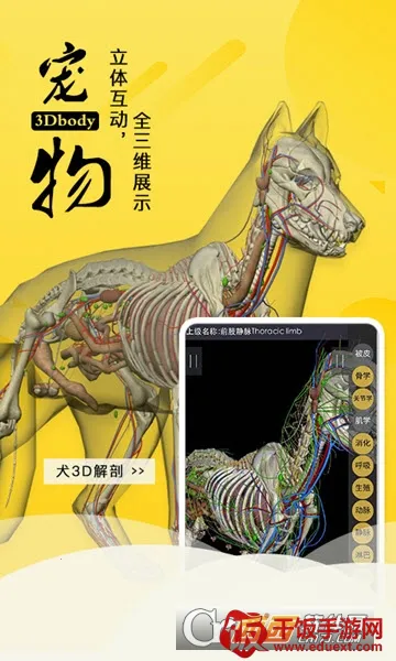 3dbody������������