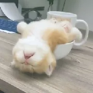 ��ƿ��Ƶ(���׷��ƽ̨)