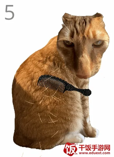 给猫梳毛安卓版手机版 给猫梳毛安卓版手机版