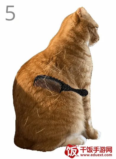给猫梳毛安卓版手机版 给猫梳毛安卓版手机版