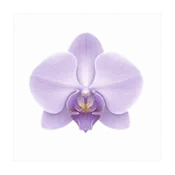 ����Morchid�����ֻ���v1.4.20 �ֻ���